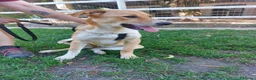 Meticcio cani in regalo: Dolly dolcissima cucciola a Città metropolitana di Milano - Annuncio 13