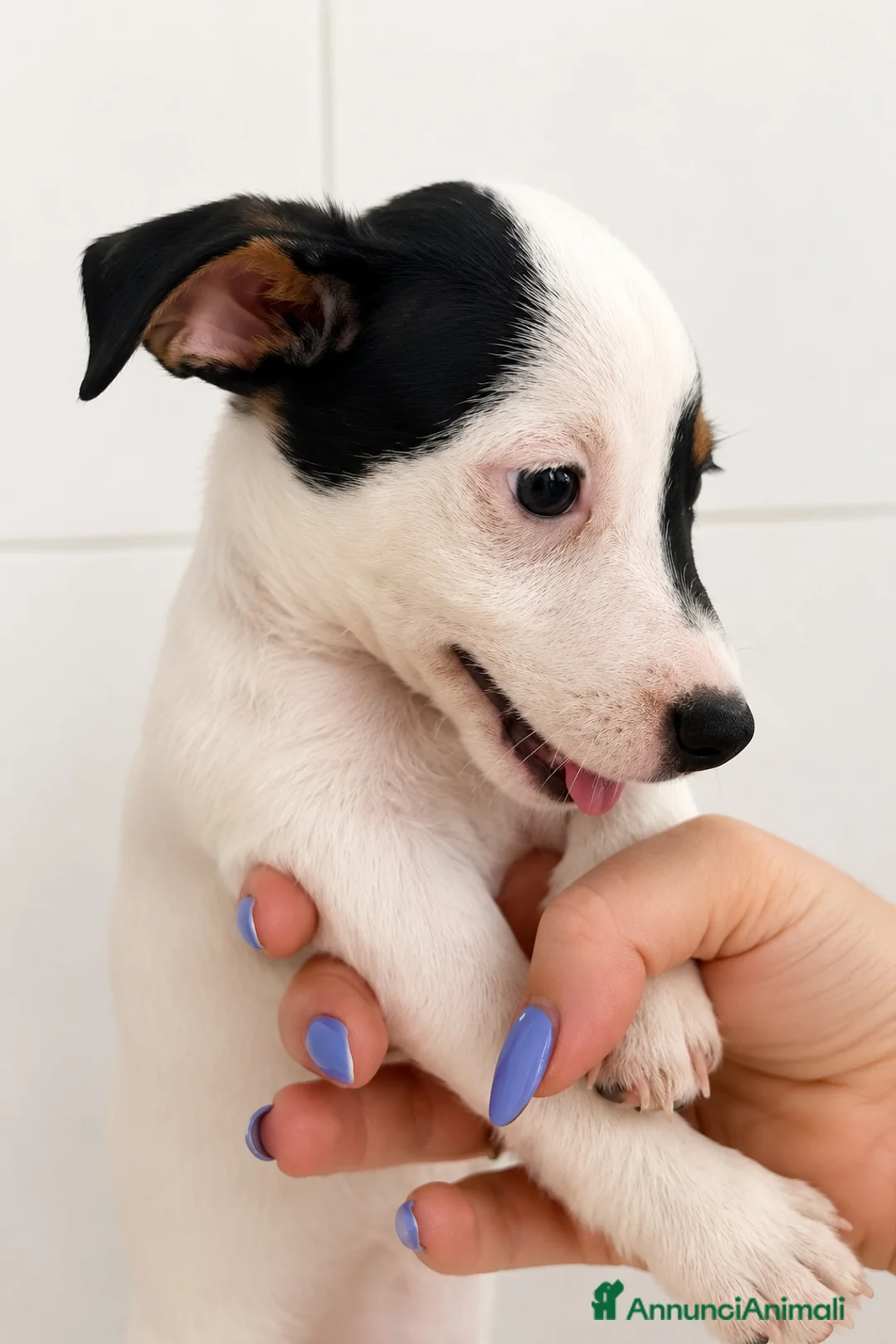 Jack Russell cani in vendita: Jack russell - Annuncio 3