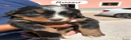 Bovaro del Bernese cani in vendita: Cuccioli del Bovaro del Bernese  - Annuncio 7