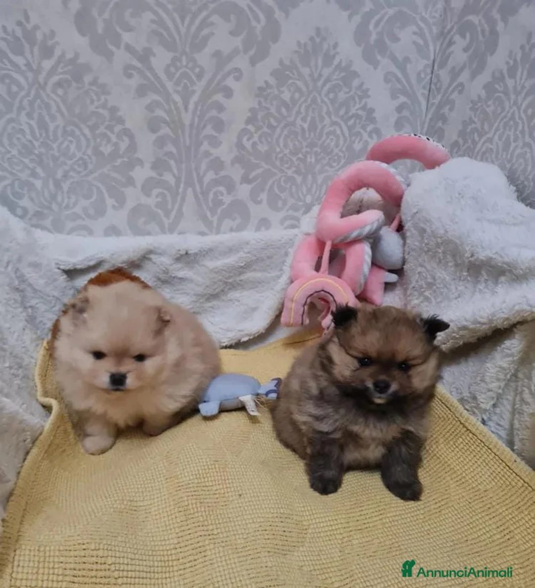 Volpino Pomerania cani in vendita: Adorabili cuccioli di Pomerania mini Teddy  - Annuncio 7