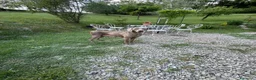 Weimaraner cani in vendita: MERAVIGLIOSA CUCCIOLA di WEIMARANER  - Annuncio 2