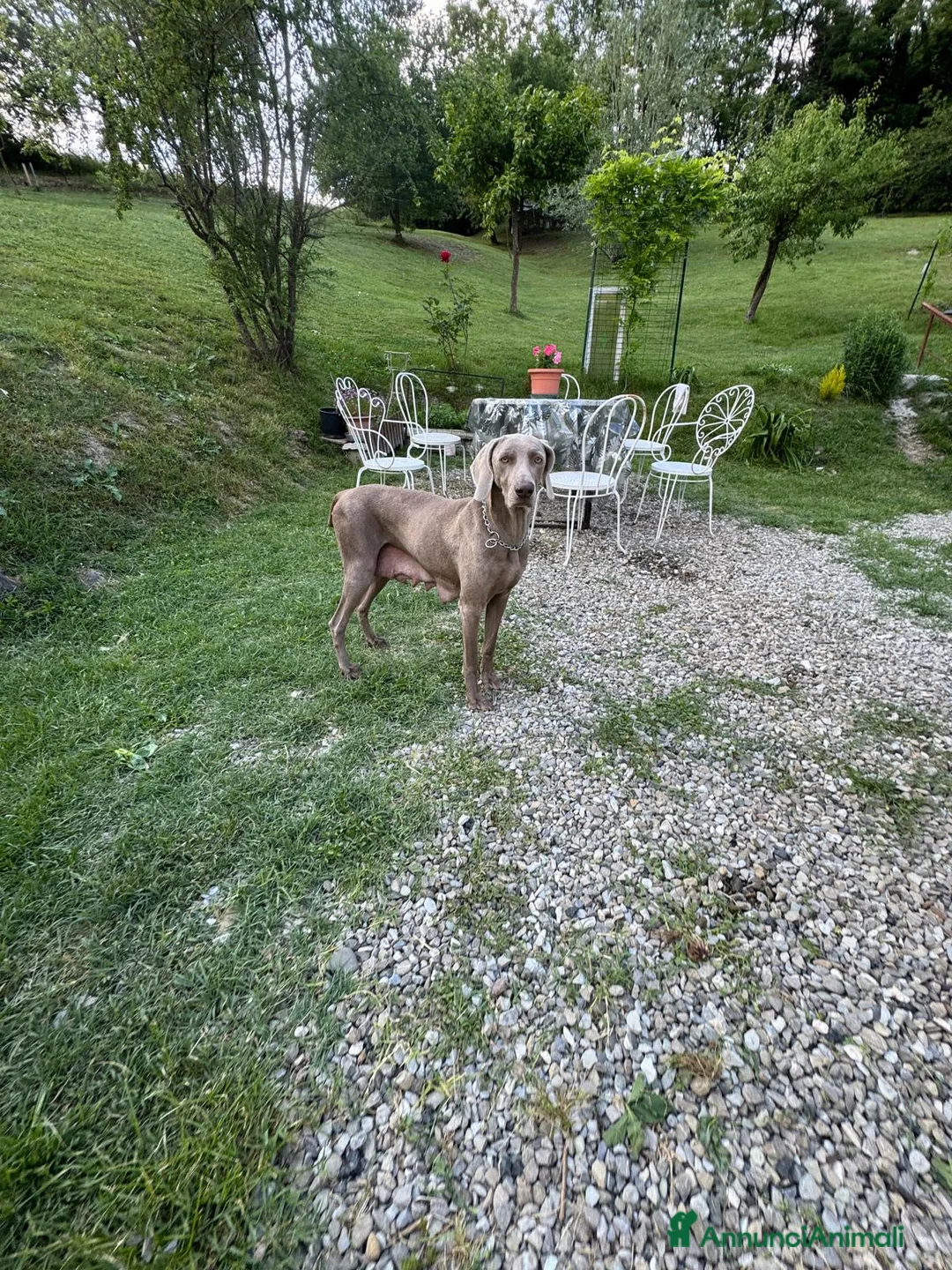 Weimaraner cani in vendita: MERAVIGLIOSA CUCCIOLA di WEIMARANER  - Annuncio 2