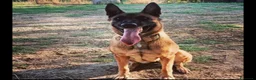 Pastore Belga cani in vendita: Cuccioli di Pastore belga malinois con pedigree a Città Metropolitana di Bologna - Annuncio 7