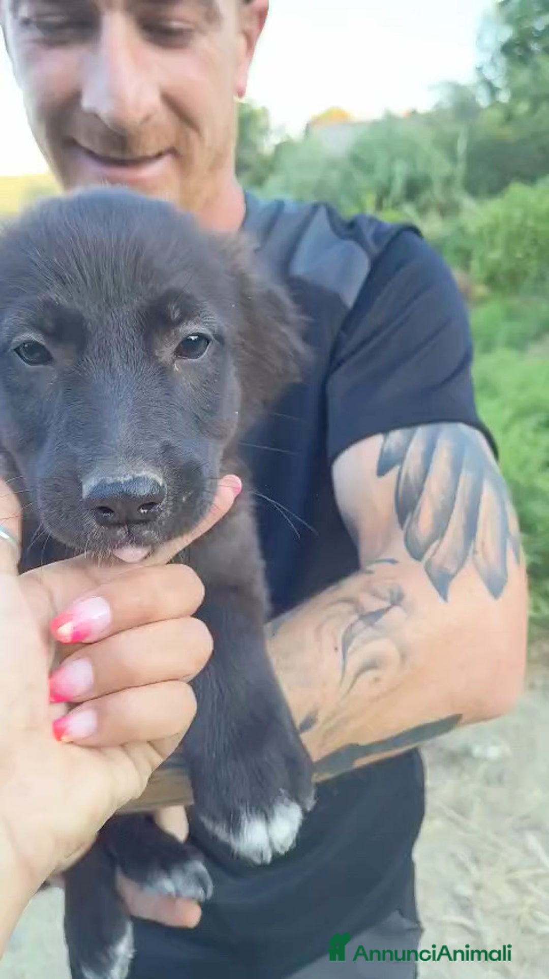 Altre razze cani in regalo: Cuccioli di 3 mesi cercano adozione urgente  a Provincia di Parma - Immagine 7