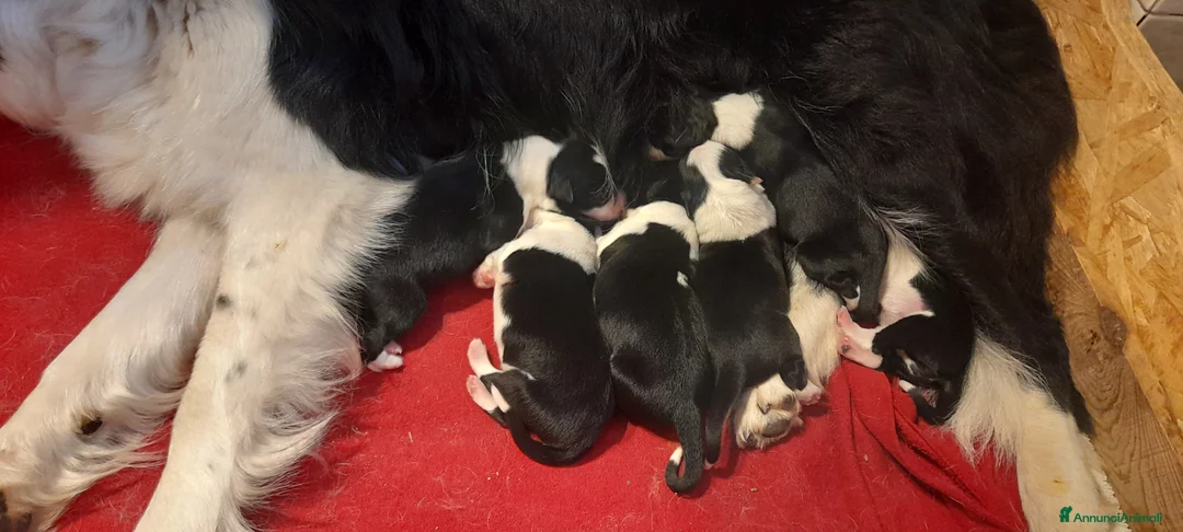 Border Collie cani in vendita: Border collie linea da lavoro - Annuncio 2