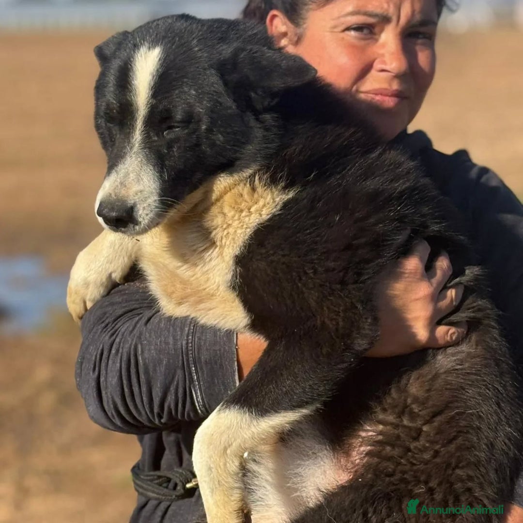 Cane da Orso della Carelia cani in regalo: IRMA cane da orso della Carelia  in adozione - Annuncio 5