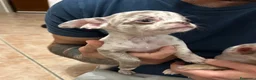 Chihuahua cani in vendita: Cuccioli chihuahua con il manto Arlecchino  a Provincia di Pavia - Annuncio 12