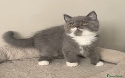 Scottish gatti in vendita: Scottish straight e fold - Annuncio 5