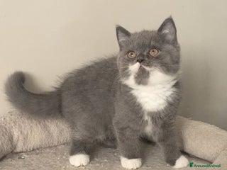 Scottish gatti Scottish straight e fold - Annuncio 1