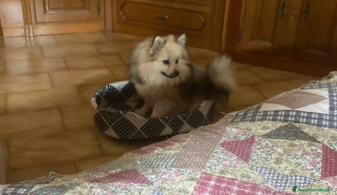 Spitz cani in vendita: Volpino - Spitz tedesco - Annuncio 1