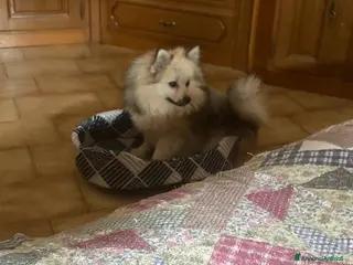 Spitz cani Volpino - Spitz tedesco - Annuncio 1