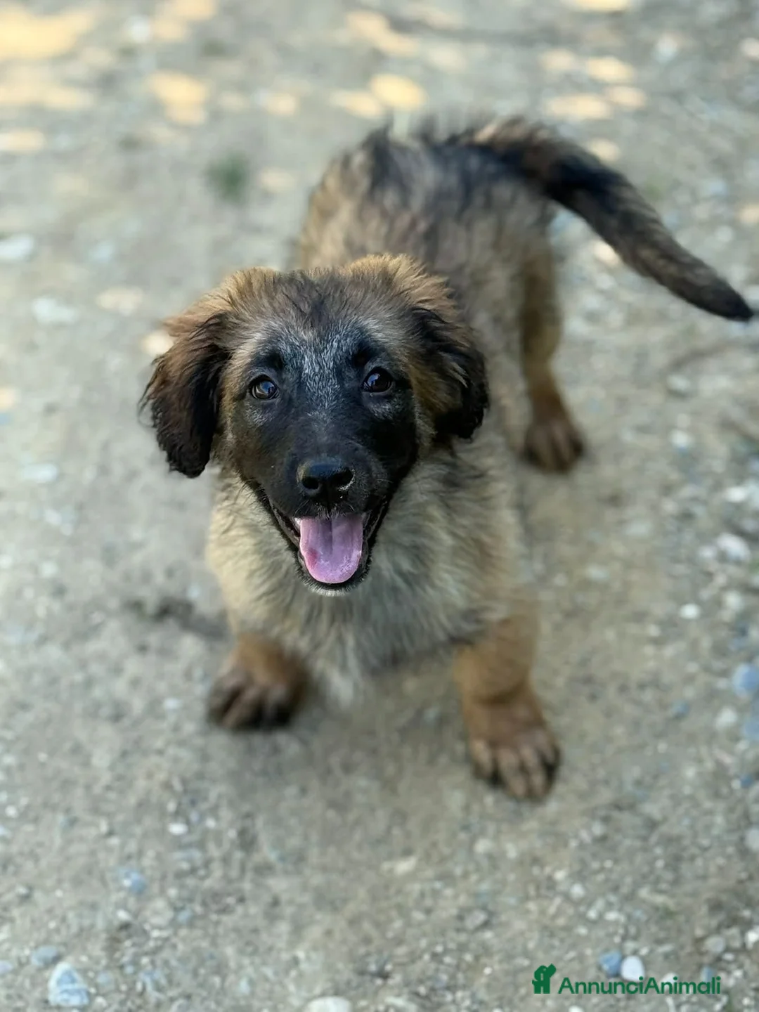 Meticcio cani in regalo: VERA, cucciola tanto DOLCE! Tg MEDIO PICCOLA - Annuncio 2