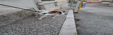 Jack Russell 1