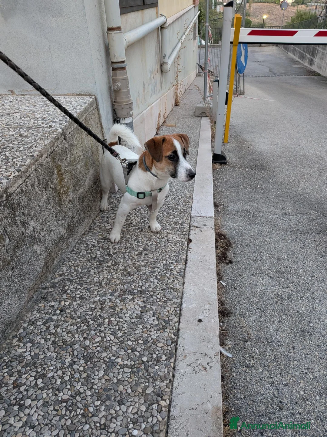 Jack Russell cani in vendita: SPLENDIDO MASCHIO JACK RUSSELL TERRIER VENDESI a Provincia di Campobasso - Annuncio 2