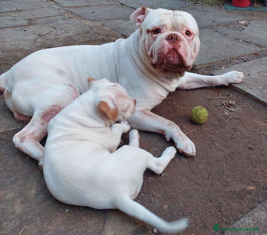 Bulldog cani in vendita: American bulldog  - Annuncio 4
