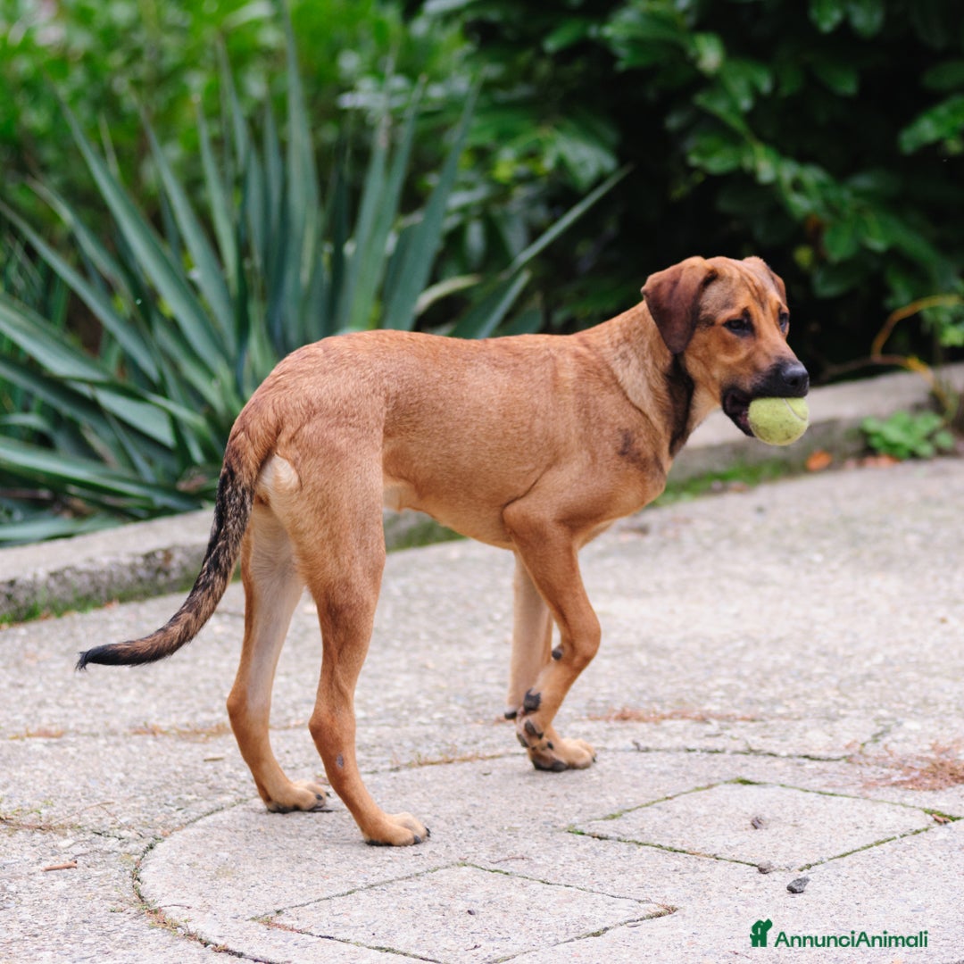 Altre razze cani in regalo: desy  - Annuncio 2