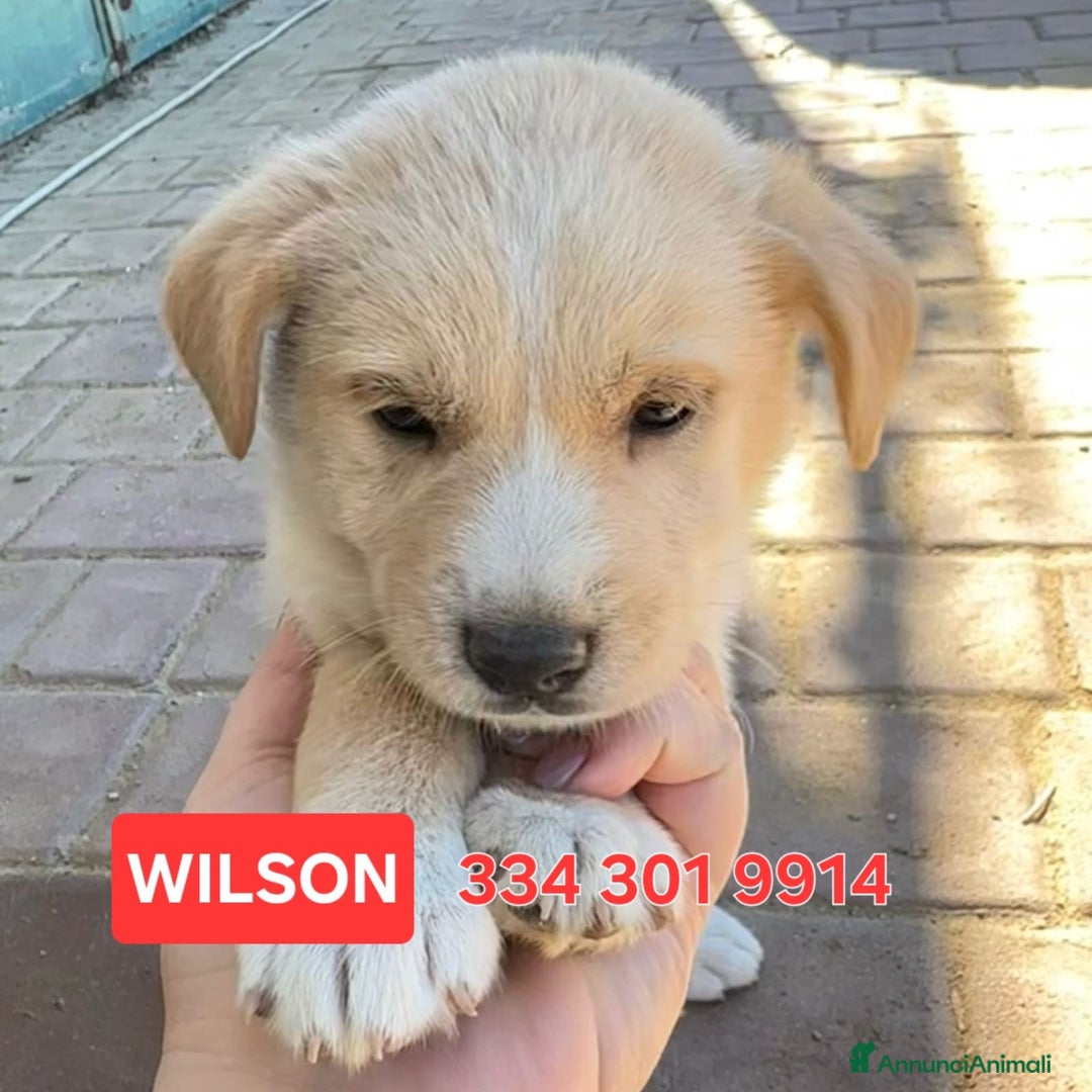 Meticcio cani in regalo: WILSON💙-cucciolo di 1 mese, pastore cerca casa - Annuncio 1