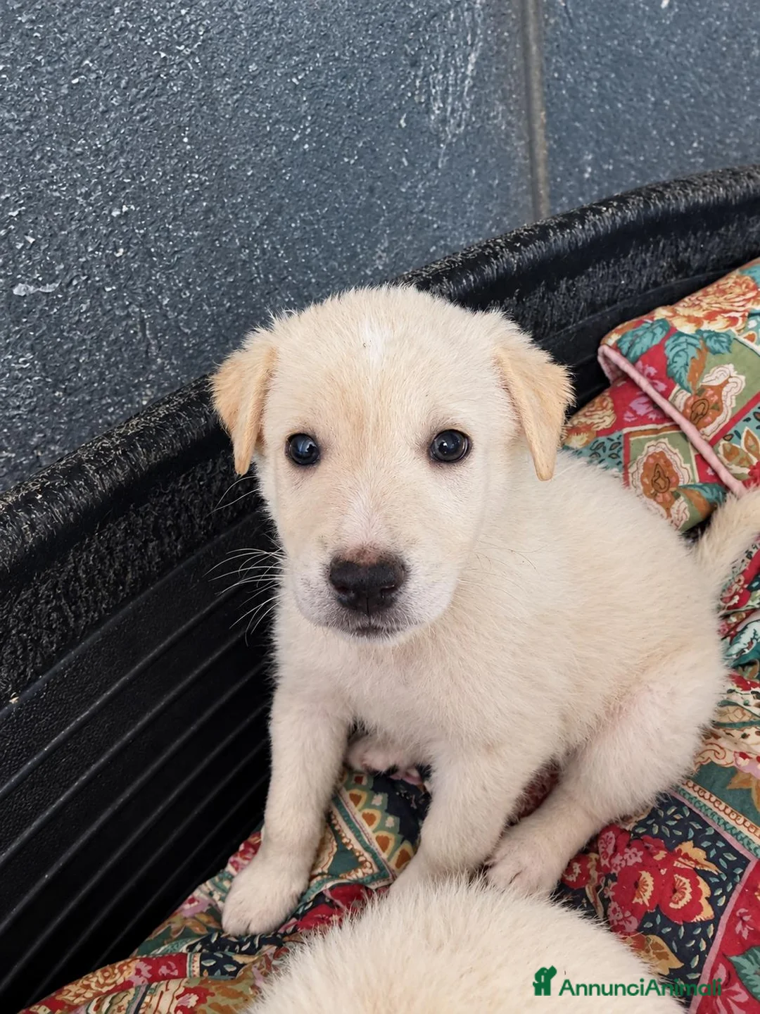 Meticcio cani in regalo: Maya, taglia media! (20/25kg) - Annuncio 2