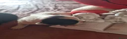 Chihuahua cani in vendita: Cuccioli di chihuahua toy  - Annuncio 4