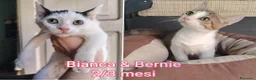 Europeo gatti in regalo: GATTINI BISOGNOSI CERCANO AMORE  a Città Metropolitana di Bologna - Annuncio 4