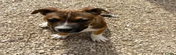 Meticcio cani in regalo: DOLCE MIX MOLOSSINO - Annuncio 9