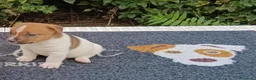 Jack Russell cani in vendita: Cuccioli di Jack Russell  - Annuncio 8