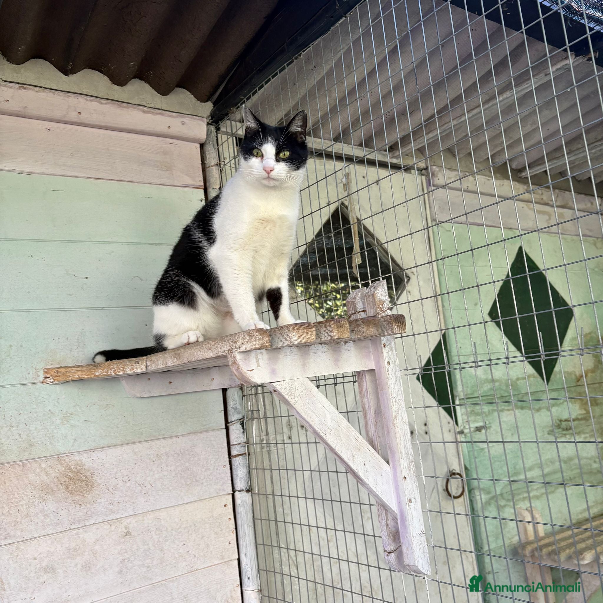 Europeo gatti Gattina bianca e nera - Annuncio 30