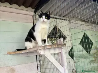 Europeo gatti Gattina bianca e nera - Annuncio 30