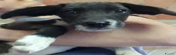 Segugio cani in regalo: Splendido Segugio di 2 mesi (Catania) - Annuncio 8