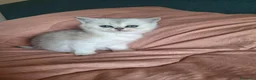 Scottish gatti in vendita: Gattini Scottish Straight  - Annuncio 8