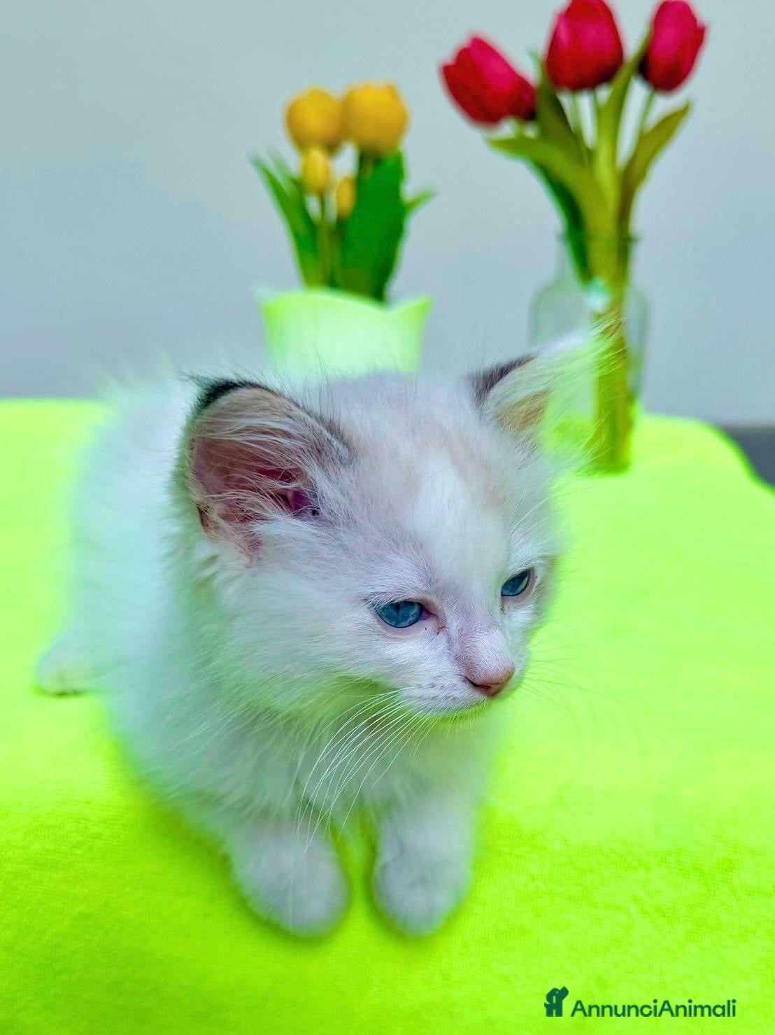 Ragdoll gatti cucciolo ragdoll disponibile genitori con pedigree - Annuncio 5