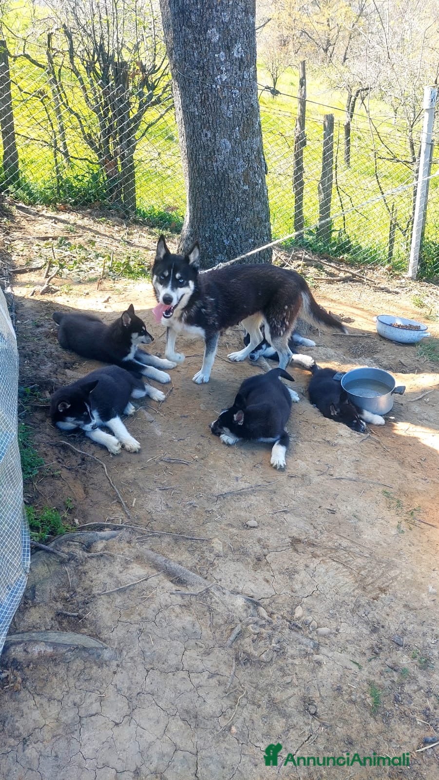 Husky cani vendo 3 cuccioli di husky siberiano  - Annuncio 1