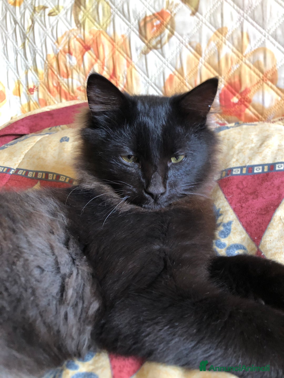 Europeo gatti in regalo: Gattini  - Annuncio 6