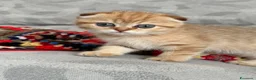 Scottish gatti in vendita: Gattini Scottish Golden  - Annuncio 12