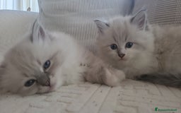 Siberiano gatti in vendita: SIBERIANI GATTINI IPOALLERGENICI  a Provincia di Brescia - Immagine 18