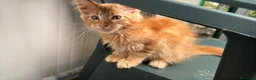 Maine Coon gatti in vendita: Maschietto rosso di maine coon - Annuncio 9