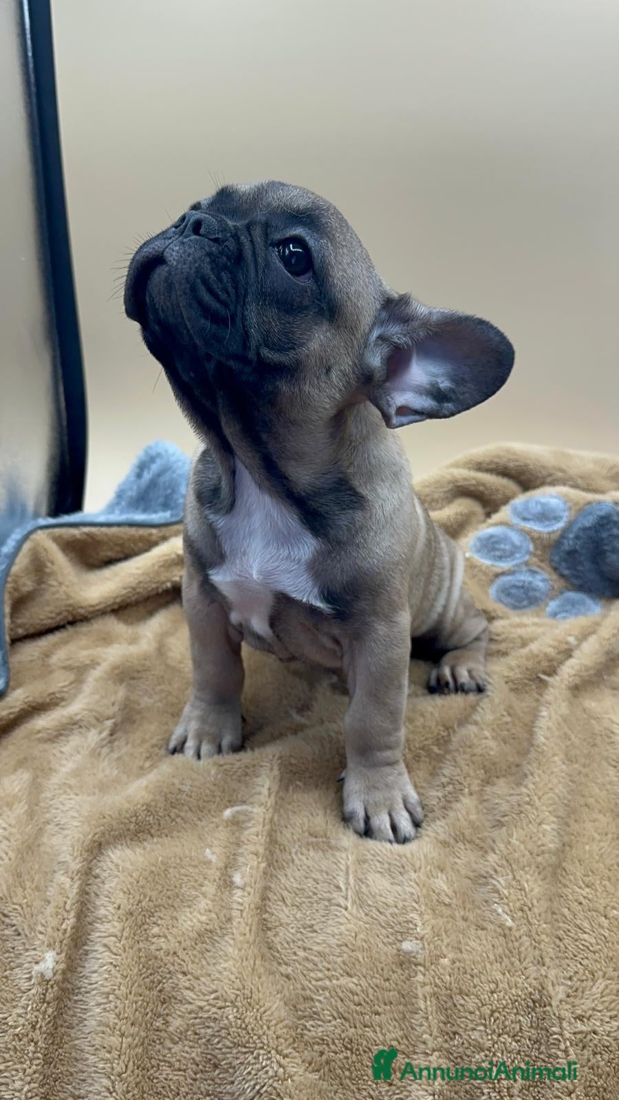 Bulldog Francese cani Bouledogue Francese con Pedigree - Annuncio 2