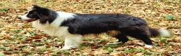 Bearded Collie cani per accoppiamento: border collie per monta - Annuncio 1