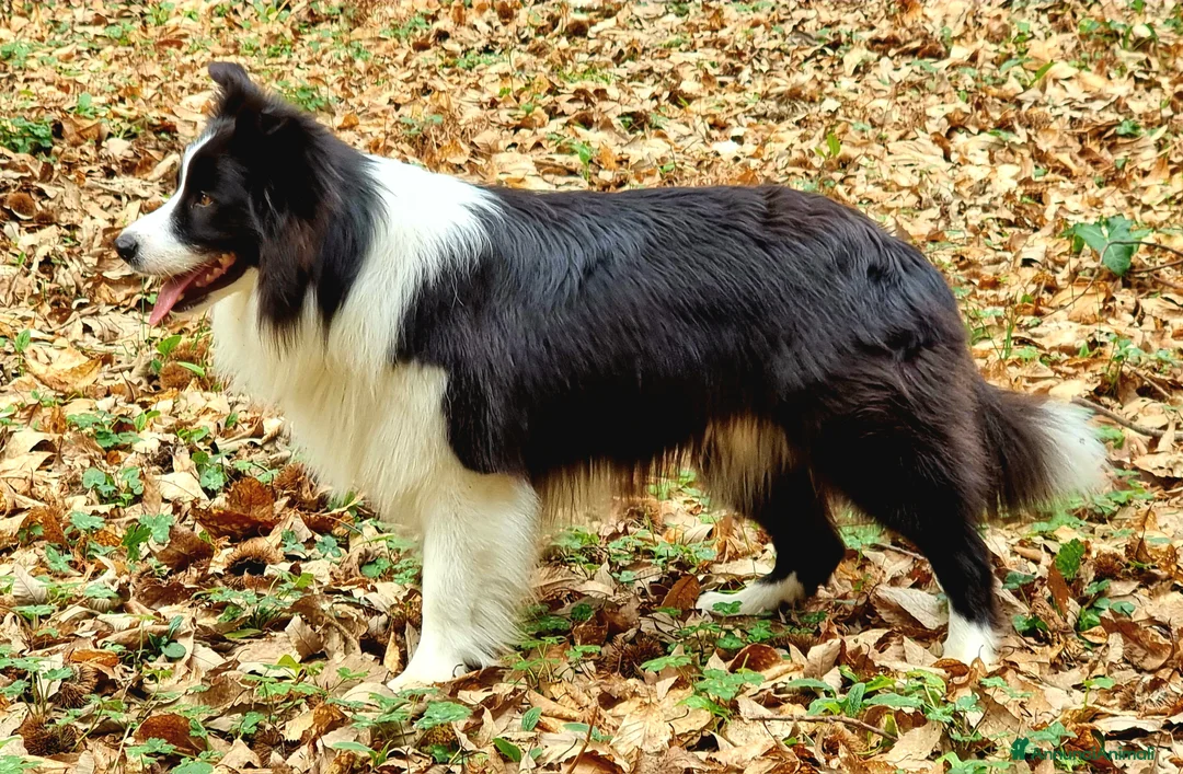 Bearded Collie cani per accoppiamento: border collie per monta - Annuncio 1