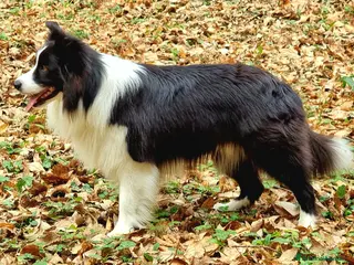 Bearded Collie cani border collie per monta - Annuncio 7