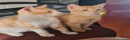 Meticcio gatti in regalo: Sara e i suoi cuccioli  - Annuncio 3
