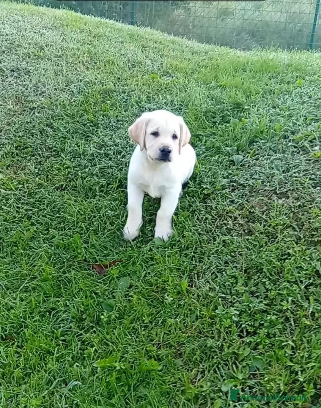 Labrador cani in vendita: Labrador Retriever con Pedigree  - Annuncio 5