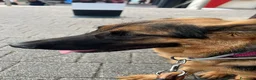 Meticcio cani in regalo: Athena - meticcio di pastore tedesco - Annuncio 2