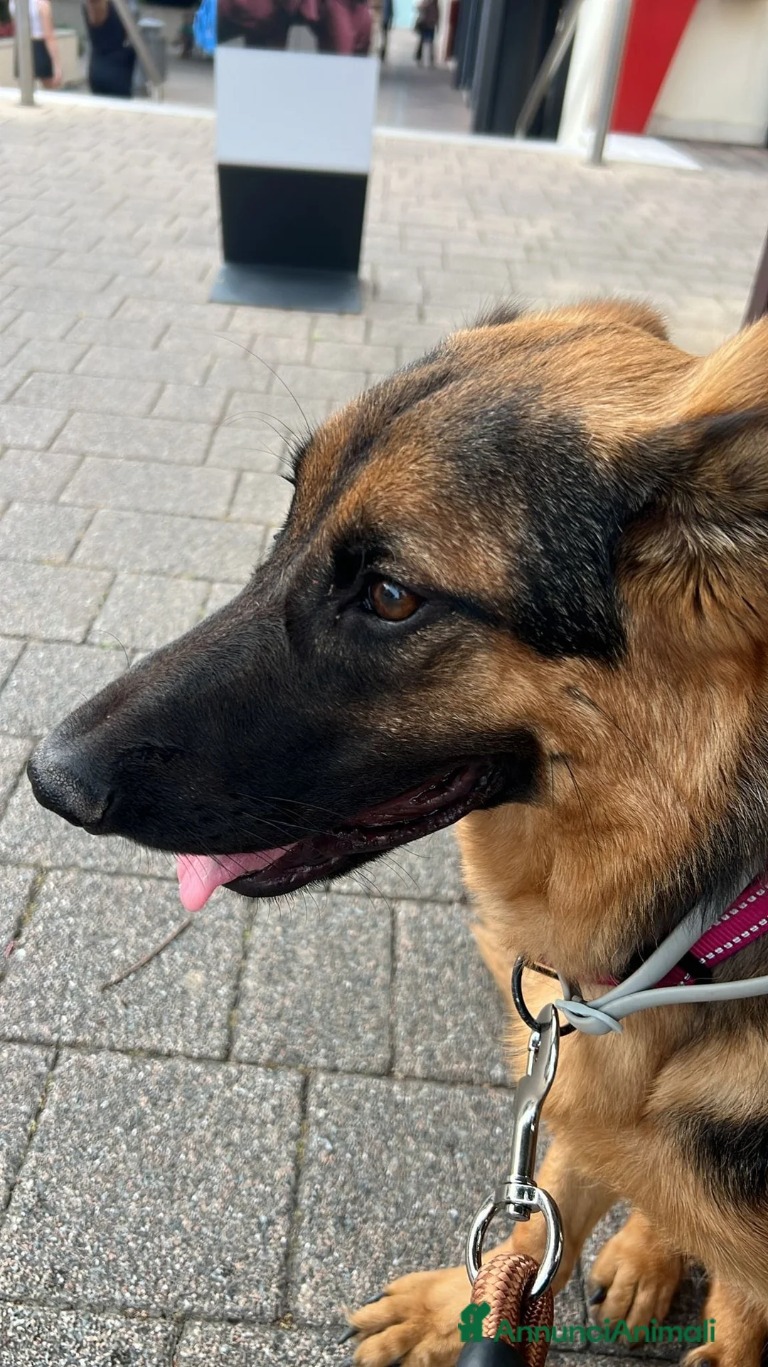 Meticcio cani in regalo: Athena - meticcio di pastore tedesco - Annuncio 2