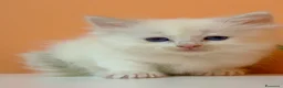 Ragdoll gatti in vendita: Cuccioli di ragdoll - Annuncio 7
