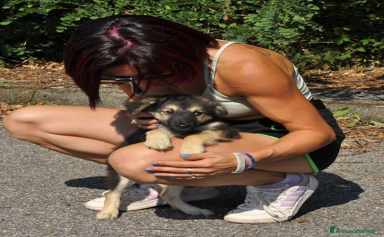 Altre razze cani a Provincia di Bergamo - Annuncio 2