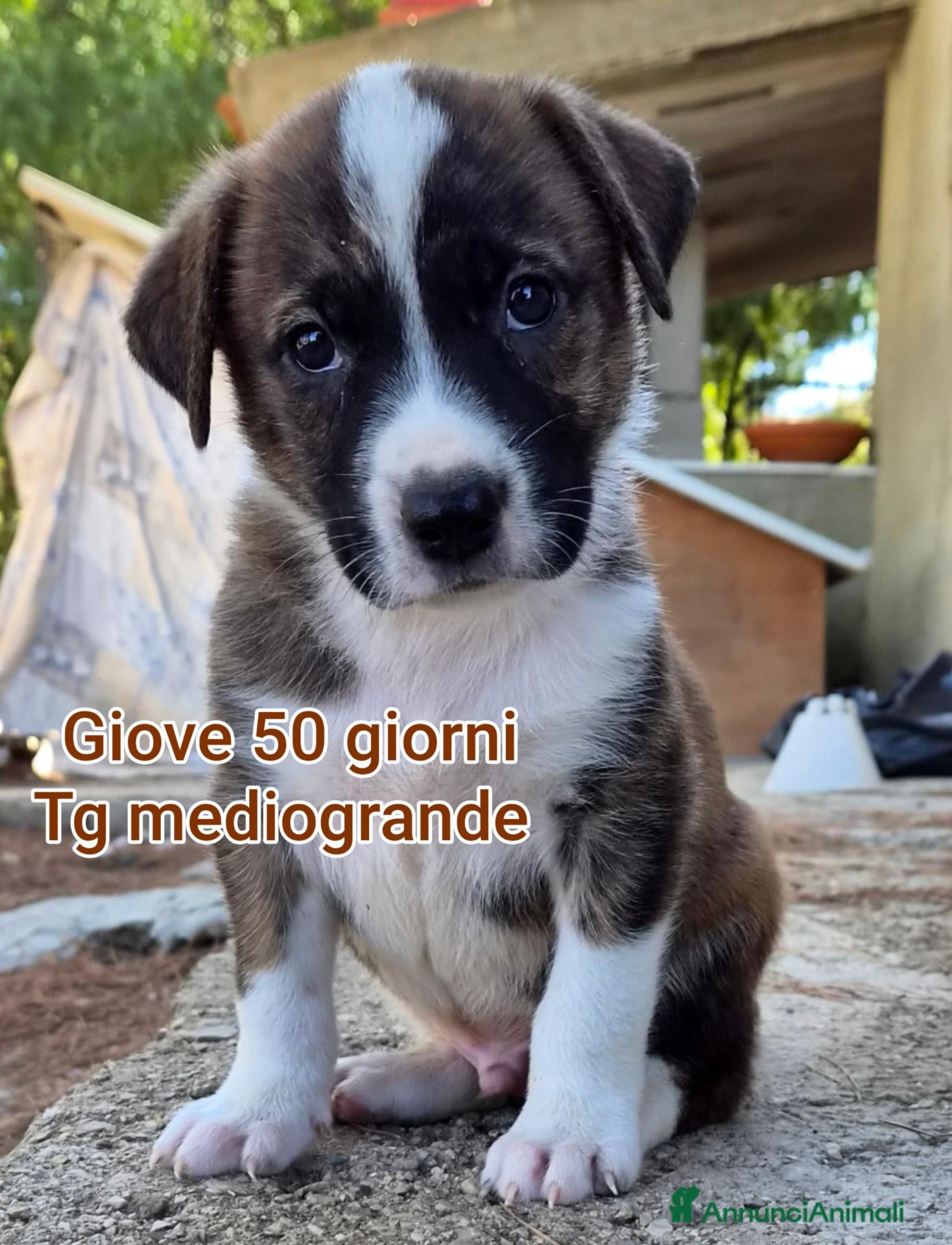 Meticcio cani SALVA UN CUCCIOLO! - Annuncio 18