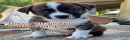 Meticcio cani in regalo: SALVA UN CUCCIOLO! a Provincia di Reggio Emilia - Annuncio 1