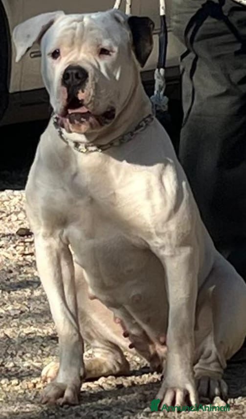 American Bully cani BULLDOG AMERICANI - Annuncio 1