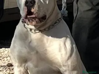 American Bully cani BULLDOG AMERICANI - Annuncio 1